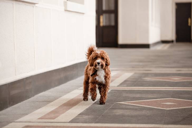 Un Cavapoo aux poils orange et blancs, se promenant dans les couloirs d'un bâtiment 