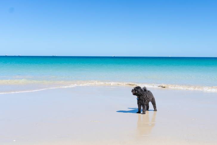 Un chien Cavapoo aux poils noirs, seul sur une plage au bord de l'eau turquoise