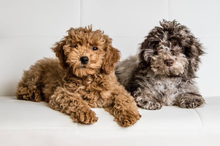 Deux chiens Cavapoo, un orange et un gris, allongés sur un canapé blanc