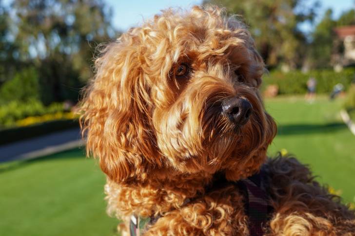 Gros plan sur la tête d'un Cavapoo orange avec un jardin en arrière-plan