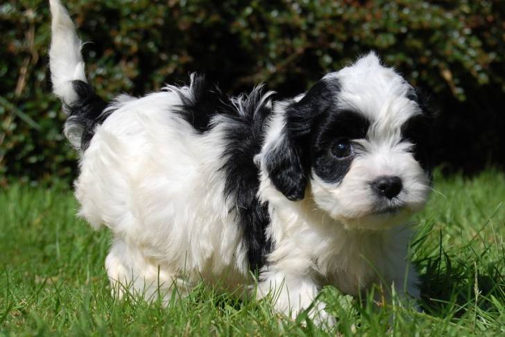 Un tout petit chiot Cavapoo aux poils blancs et noirs, se tenant dans l'herbe devant un buisson