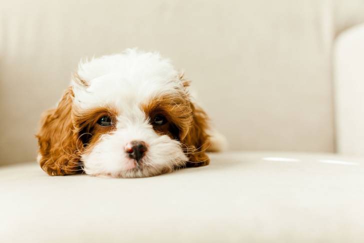 Un chiot Cavapoo allongé sur le ventre sur un canapé blanc et ayant l'air fatigué  