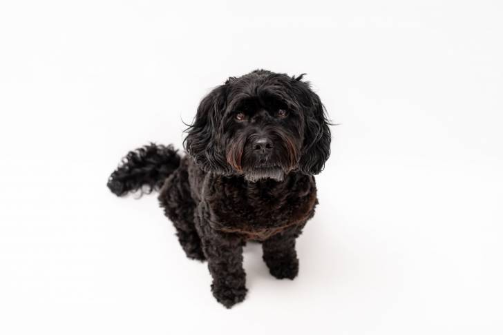 Vue de dessus d'un Cavapoo au pelage noir sur un fond blanc et regardant en l'air