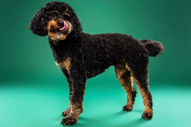 Un chien Cavapoo se tenant à quatre pattes et se léchant les babines, sur un fond vert