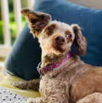 Un Foodle à pelage bicolore allongé et portant un collier au cou.