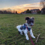 Un Foodle de pelage tricolore assis sur une surface herbeuse, qui se lèche le museau et qui porte un harnais bicolore.