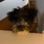 Un Foodle de pelage bicolore debout et qui fixe la caméra 