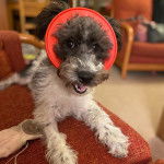 Un Foodle de pelage bicolore allongé et portant un carcan rouge au cou, avec sa gueule ouverte.