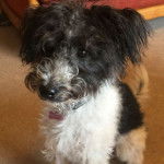 Un Foodle au pelage noir et blanc, debout avec la gueule ouverte