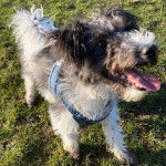 Un Foodle de pelage bicolore, debout sur une surface herbeuse, la langue pendante hors de sa gueule et portant un harnais bicolore.