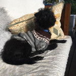 Un Foodle au pelage noir allongé, portant un habit, un collier autour du cou et qui semble détendu.