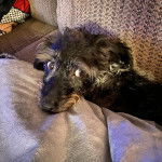 Un Foodle au pelage bicolore, allongé, qui semble rouler des yeux.
