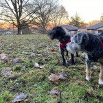 Deux Foodle se tiennent debout sur une surface herbacée et regardent vers la droite.