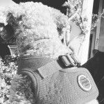 Un Foodle de dos et portant un harnais 