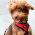 Un Foodle de pelage bicolore debout sur ses deux pattes arrière, portant un harnais orange, la gueule entrouverte.