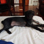 Un Foodle de pelage noir allongé, qui fixe la caméra et qui porte une laisse.