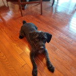 Un Foodle de pelage noir aux oreilles tombantes, allongé sur un sol en bois et qui regarde la caméra.
