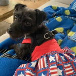 Un Foodle de pelage noir allongé , portant un habit rouge et un harnais noir