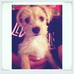 Un Foodle de pelage bicolore dans les bras de son propriétaire et qui semble détendu 