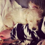 Un Foodle de pelage blanc allongé et qui semble dormir 