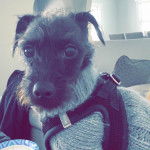 Un Foodle de pelage noir assis, vêtu d’un habit vert et d’un harnais noir, qui fixe la caméra.