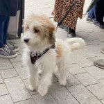 Un Foodle à poil bicolore debout sur un sol pavé, portant un harnais noir et une laisse.