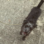 Un Foodle au pelage bicolore, debout sur un sol goudronné, dont la gueule est légèrement ouverte et qui est tenu en laisse.