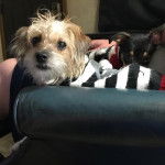 Un Foodle de pelage bicolore allongé, et porte un habit blanc à rayures noires.