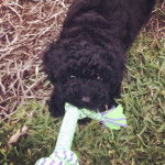 Un Foodle de pelage noir debout sur une surface herbacée, et tirant sur une corde.