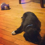 Un Foodle au pelage noir et aux pattes blanches, qui dort sur un sol en bois et qui porte un collier bleu.