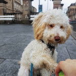 Un Foodle au pelage bicolore, assis sur un sol pavé, tend la patte pour attraper une balle.