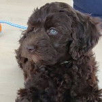 Un Foodle au pelage noir, assis et regardant vers la gauche.