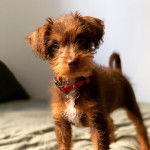  Un Foodle bicolore debout sur un matelas, avec un collier autour du cou