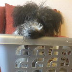 Un Foodle de pelage noir-blanc assis dans un panier à linge et qui semble détendu 