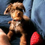 Un Foodle au pelage bicolore assis et portant un collier en forme d'os au cou 