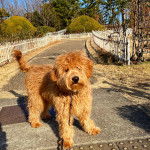  Un Foodle au pelage fauve se tient debout et regarde la caméra. Il porte une laisse.