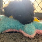 Un Foodle de pelage noir allongé et qui regarde la caméra 