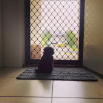 Un Foodle au pelage noir sur le dos, qui se tient devant une grille.