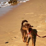 Un Foodle de pelage tricolore debout sur du sable à la plage et qui est tenu en laisse.