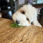 Un Foodle au pelage blanc debout, posant sa tête sur une table et regardant la caméra.