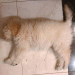 Un Foodle au pelage blanc allongé et qui semble dormir