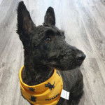 Un Scoodle assis sur une surface en bois en porte un habit jaune