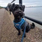 Un Scoodle de pelgae noir assis sur un mur en gravillon et porte une laisse noire