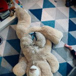 Un Scoodle de pelage beige allongé sur une peluche et semble endormi 