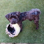 Un Scoodle de pelage noir debout et tient un sac dans sa gueule 
