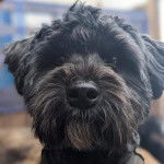 Photo montrant un Scoodle de pelage noir fixant la caméra