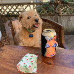 Un Scoodle assis sur une chaise en ouvrant légèrement la gueule et porte un collier