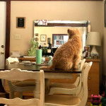 Un Scoodle de pelage kaki assis sur une table et semble détendu