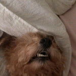 Un Scoodle allongé sous une couverture en ouvrant sa gueule