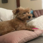 Un Scoodle de fourrure kaki allongé sur un oreiller et semble joyeux